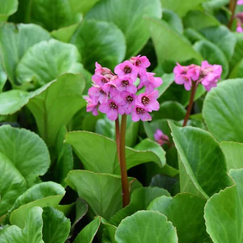 Bergenia 'Bressingham Ruby' ---